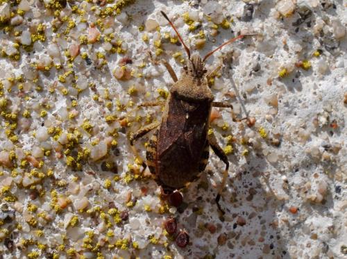 Réf. 345 882 : Ceraleptus gracilicornis